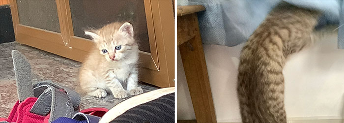 When We Got Hobbes In November vs. How He Is Now