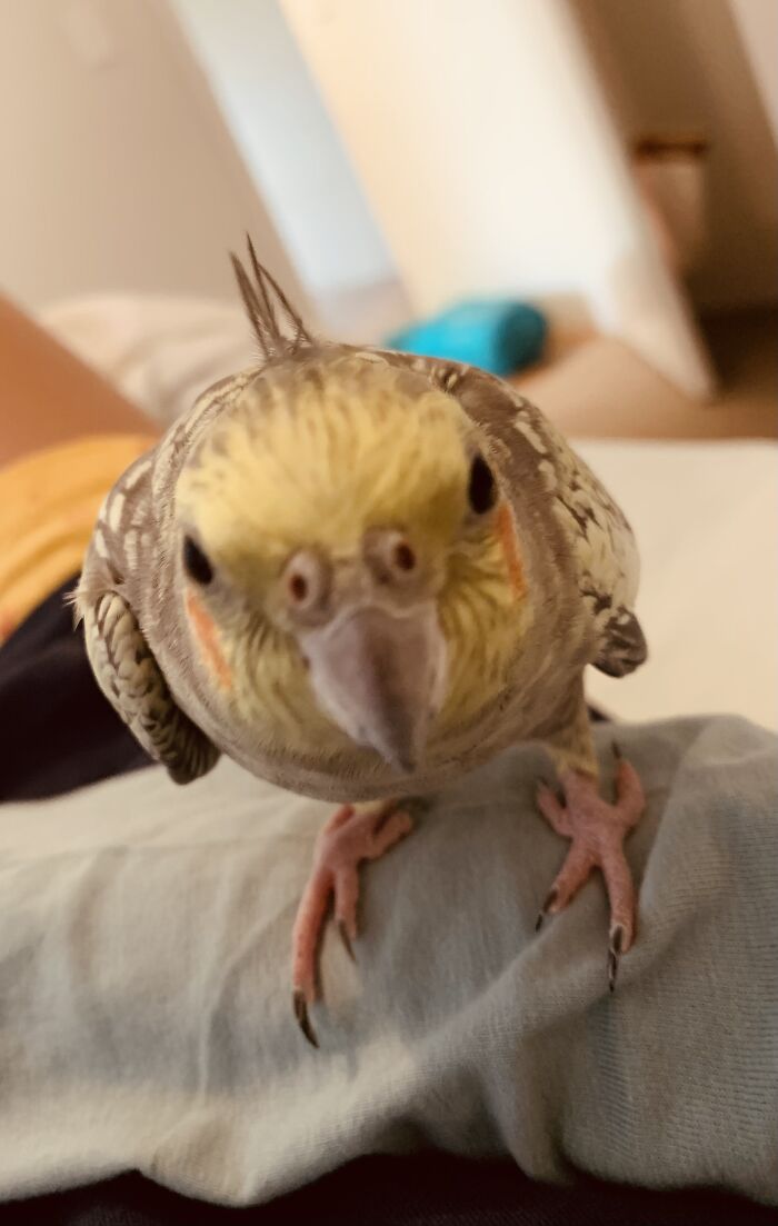 Birb Named Sunny Loves The Camera Fame