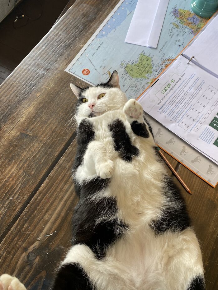 Bootsy. He Has Been My Best Friend For Almost 6 Years.