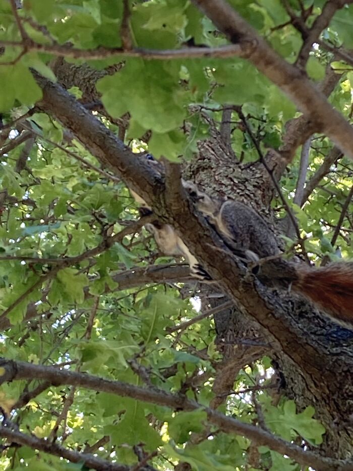 Not Sure If You Can See Very Well But There’s A Squirrel In This Tree….i Caught This At My School
