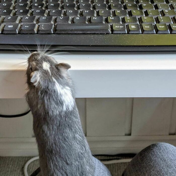 Getting A Bit Of Help From My Office Mates Today