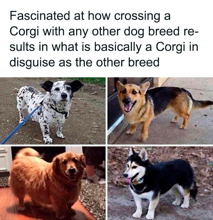 Various mixed-breed dogs showing traits of Corgis, illustrating why dogs are better than cats with cute pics and memes.