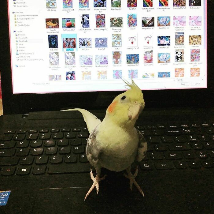 Trying To Get Some Work Done And This Little Guy Shows Up