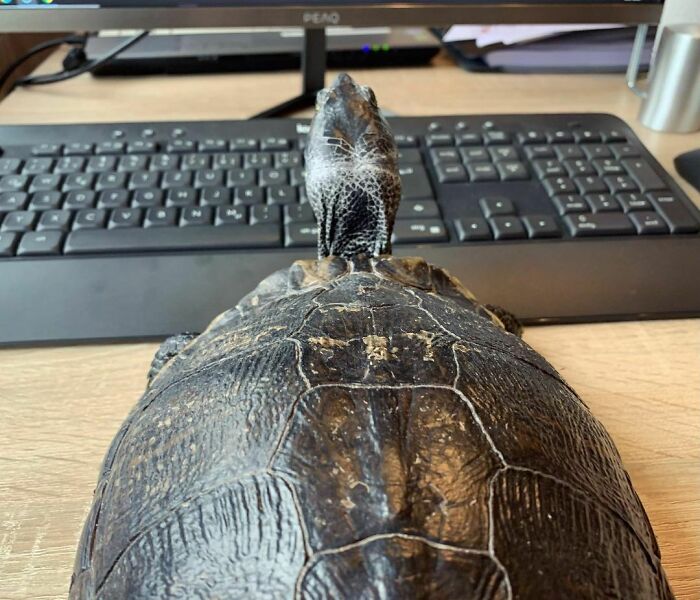 My Mom Is In The Home Office, And I Love It. When I'm Bored, I Make Noises Until She Gets Me Out Of My Tank. Today I Wanted To See What She Was Doing