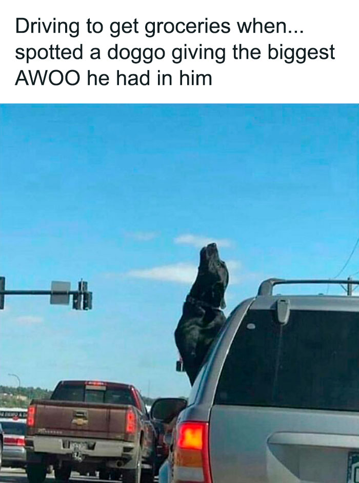 Black dog leaning out of a car window howling during a traffic stop, showcasing why dogs are better than cats.
