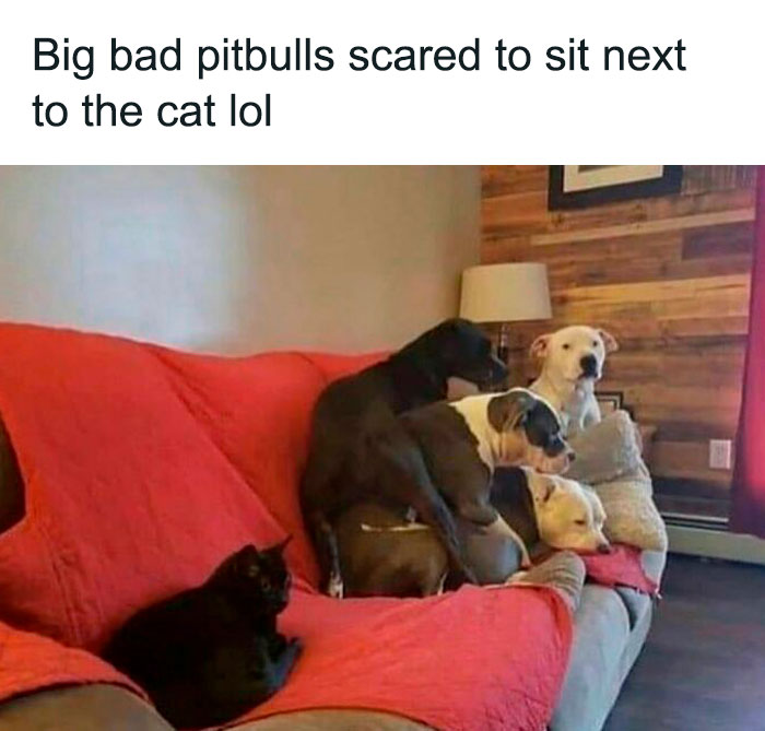 Several pitbull dogs huddled together on a couch while a black cat sits alone, showing why dogs are better than cats.