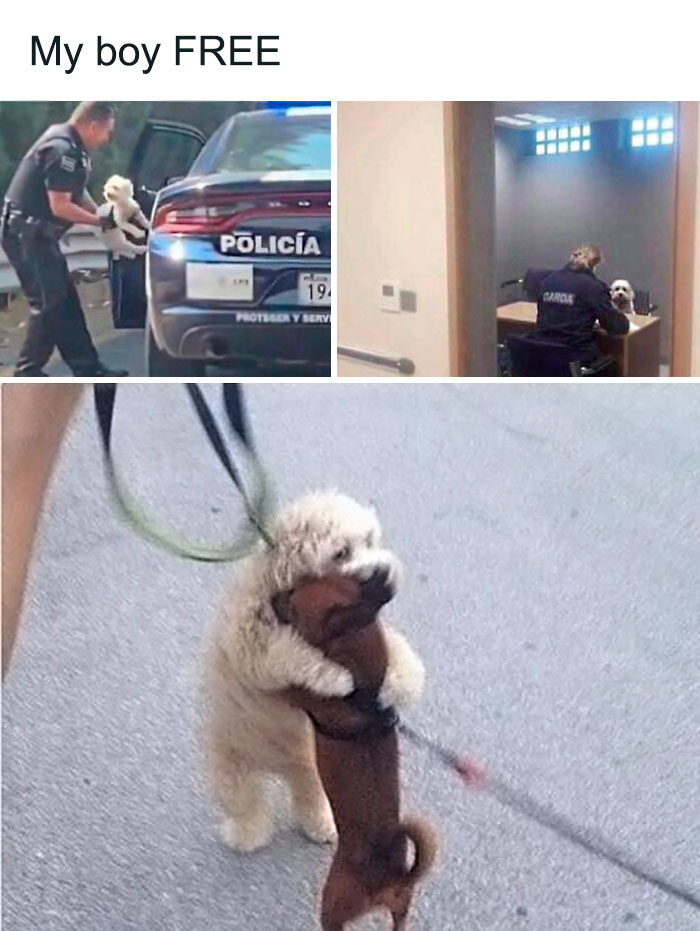 Police officer rescuing a dog, dog in an interview room, and two dogs hugging, showing why dogs are better than cats.
