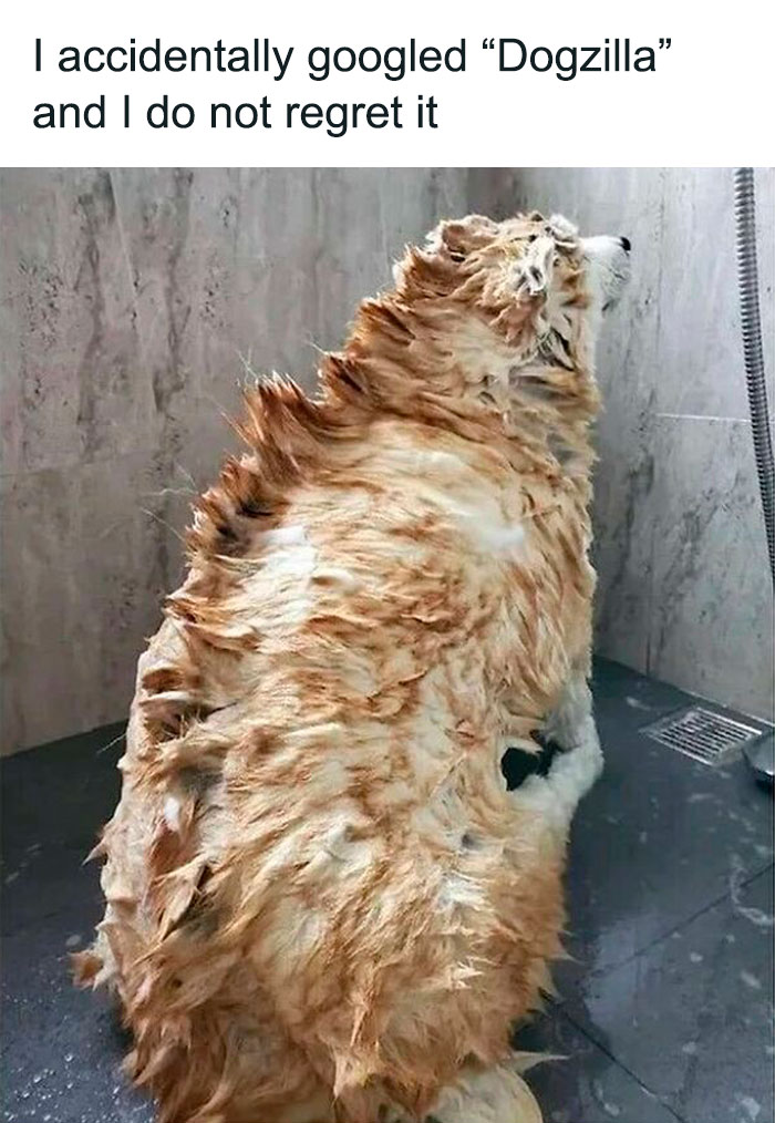 Wet dog with spiky fur resembling a monster, highlighting funny reasons why dogs are better than cats in memes and pics.