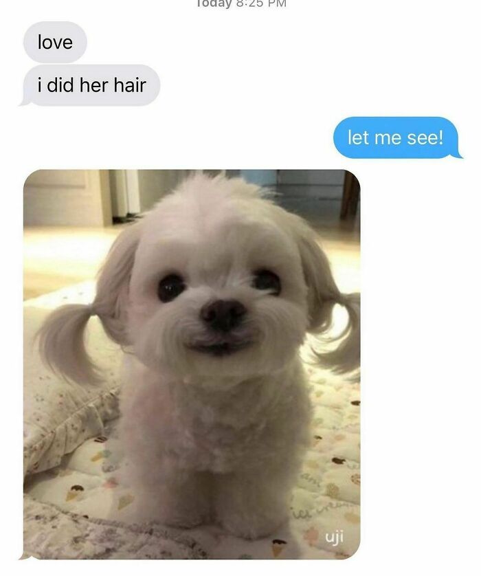 Small white dog with playful pigtails, one of the many reasons why dogs are better than cats with cute pics and memes.