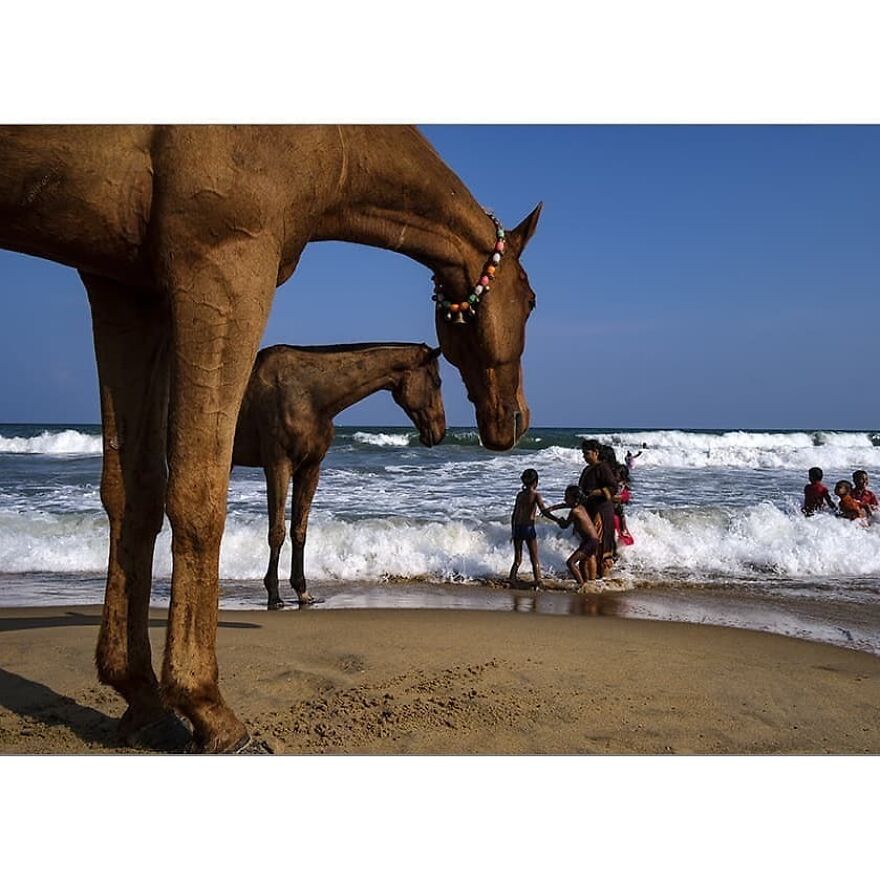 Here Are 62 Powerful Animal Images From Instagram "The Decisive Moments Magazine"