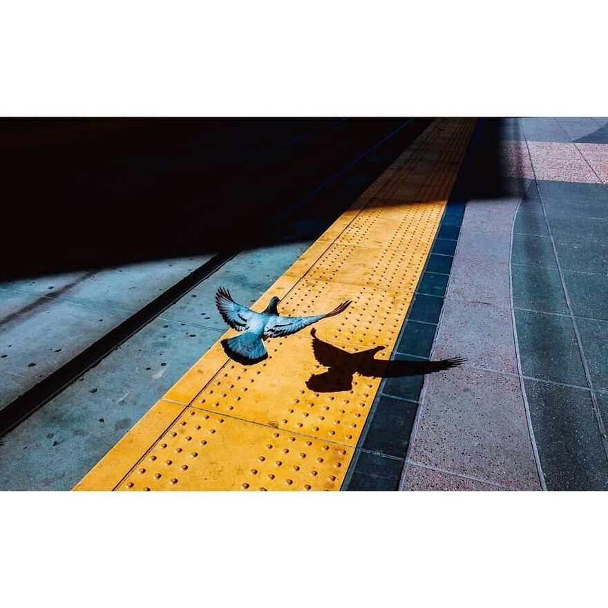 Here Are 62 Powerful Animal Images From Instagram "The Decisive Moments Magazine"