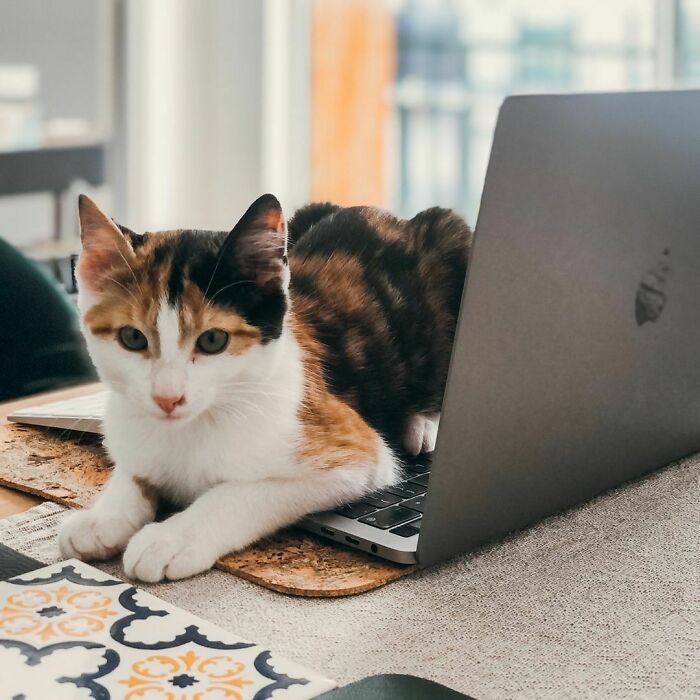 More Petting And Less Working, Please