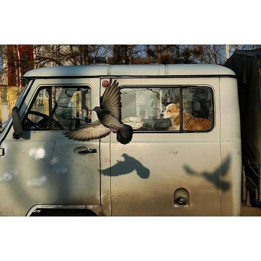 Here Are 62 Powerful Animal Images From Instagram "The Decisive Moments Magazine"