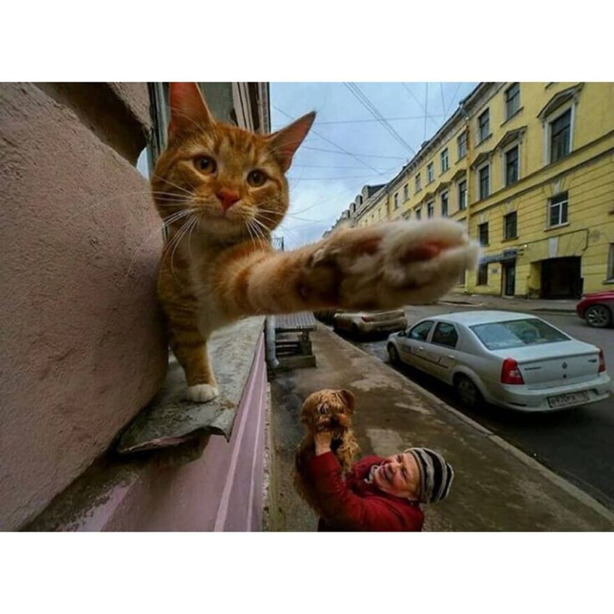 Here Are 62 Powerful Animal Images From Instagram "The Decisive Moments Magazine"