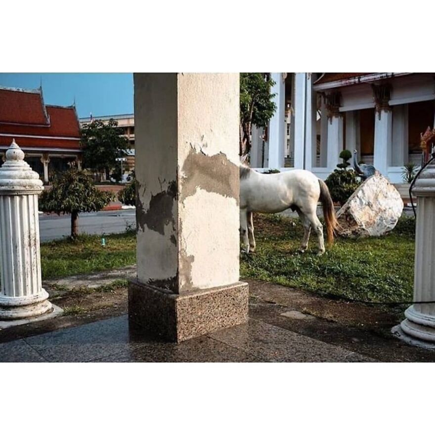 Here Are 62 Powerful Animal Images From Instagram "The Decisive Moments Magazine"