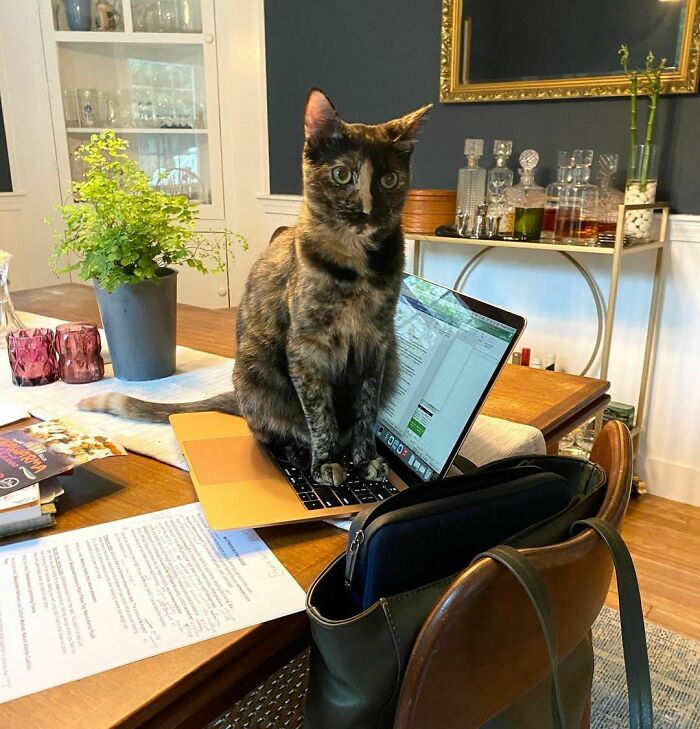 I Thought Working From Home Had Its Perks. And Then Came Figgy