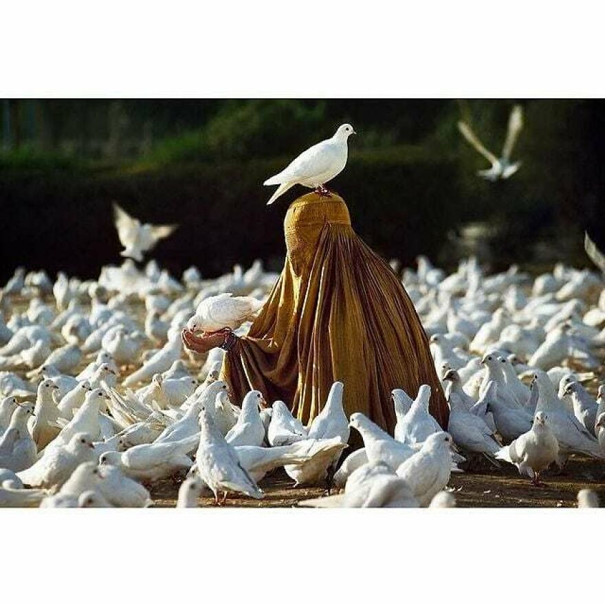 Here Are 62 Powerful Animal Images From Instagram "The Decisive Moments Magazine"