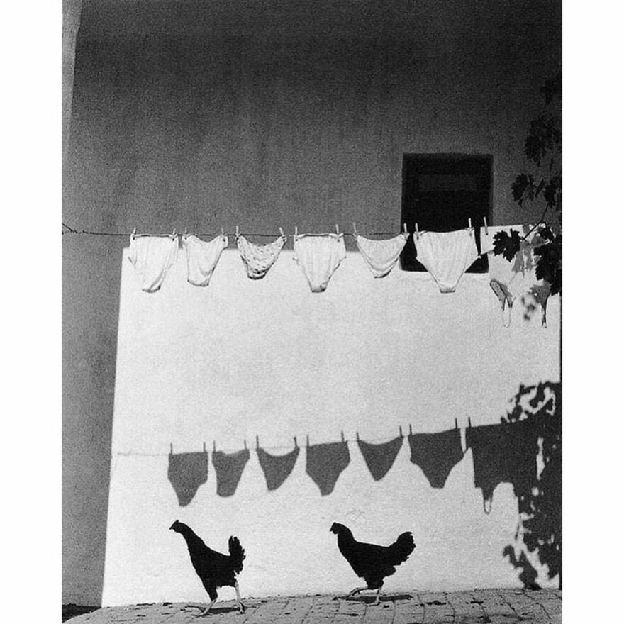 Here Are 62 Powerful Animal Images From Instagram "The Decisive Moments Magazine"