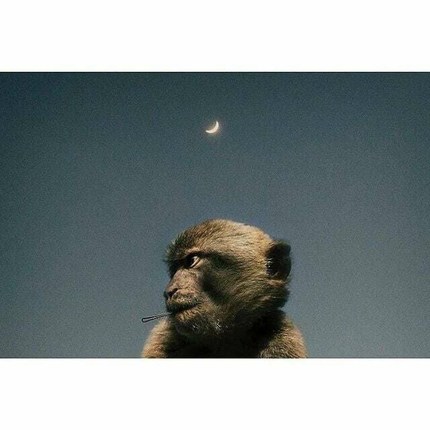 Here Are 62 Powerful Animal Images From Instagram "The Decisive Moments Magazine"