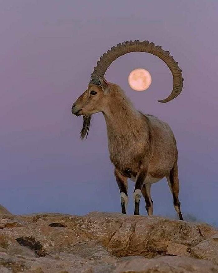 Here Are The 30 Most Jaw-Dropping Animal Photos, As Shared By "The Decisive Moments Magazine"