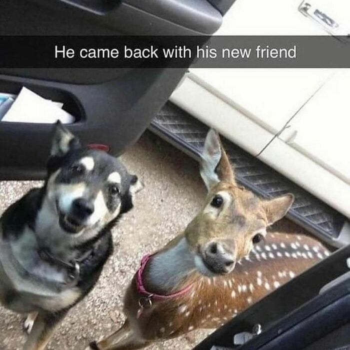 Happy dog and a curious deer standing outside a car door, illustrating one of the reasons why dogs are better than cats.