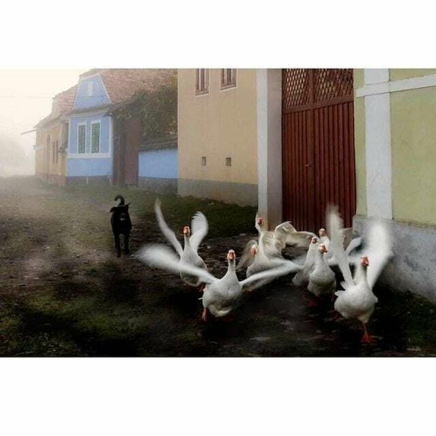 Here Are 62 Powerful Animal Images From Instagram "The Decisive Moments Magazine"