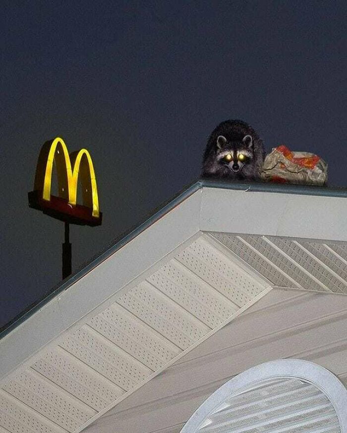 Here Are The 30 Most Jaw-Dropping Animal Photos, As Shared By "The Decisive Moments Magazine"