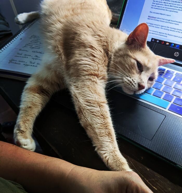 Pay Attention To Me. Athena Didn't Think Finishing Up Some Paperwork Was As Important As Making Sure She Got Her Snuggles