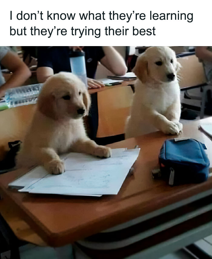 Two puppies sitting at a school desk with papers, captioned about trying their best, showcasing dogs are better with memes.