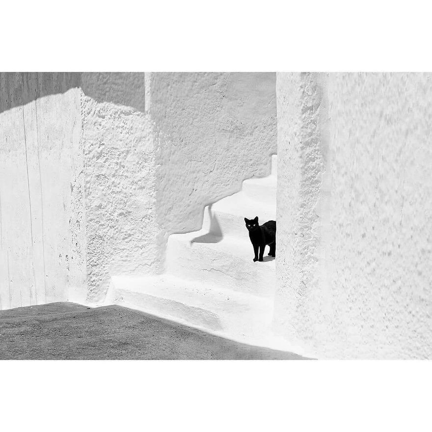 Here Are 62 Powerful Animal Images From Instagram "The Decisive Moments Magazine"