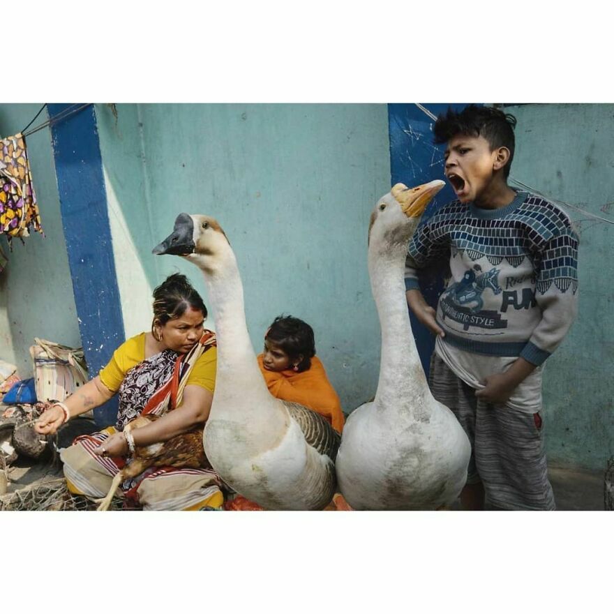 Here Are 62 Powerful Animal Images From Instagram "The Decisive Moments Magazine"