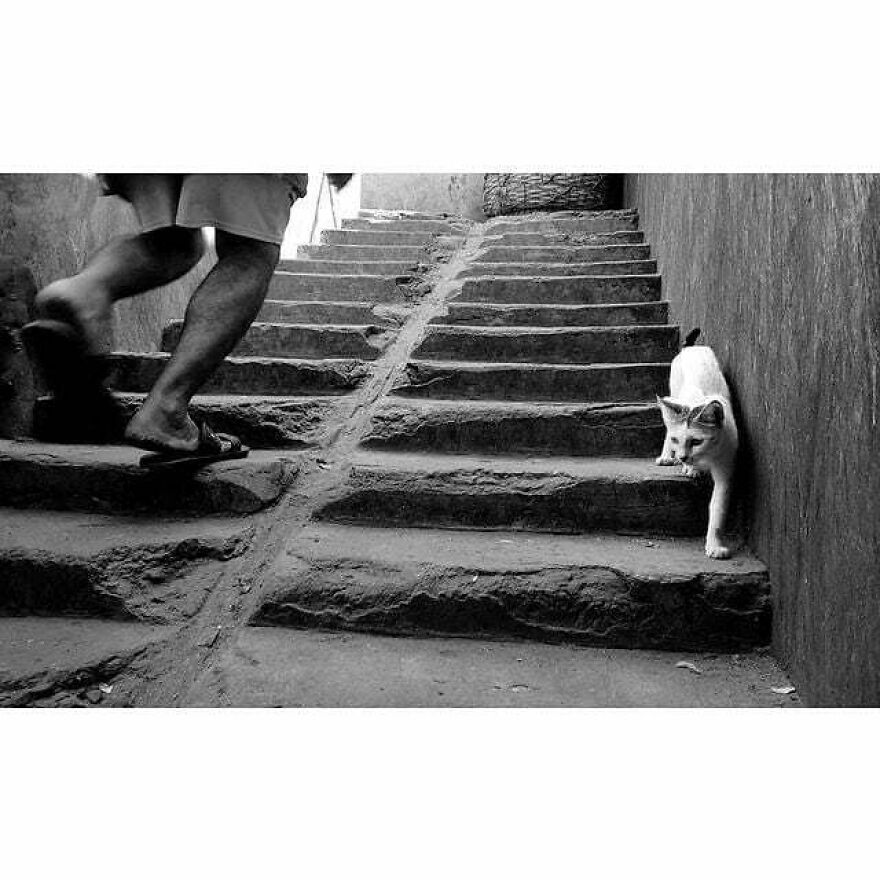 Here Are 62 Powerful Animal Images From Instagram "The Decisive Moments Magazine"