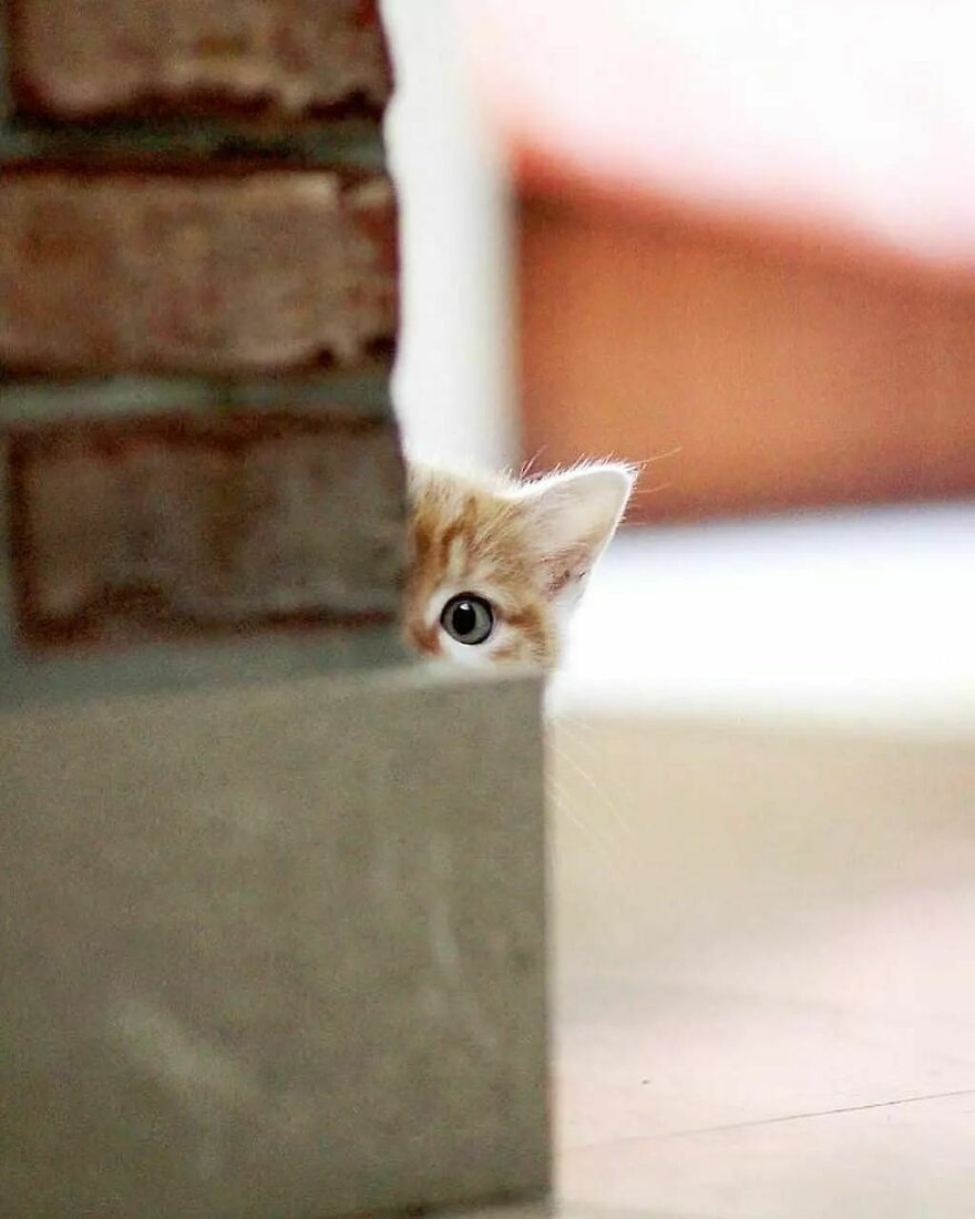 Here Are 62 Powerful Animal Images From Instagram "The Decisive Moments Magazine"