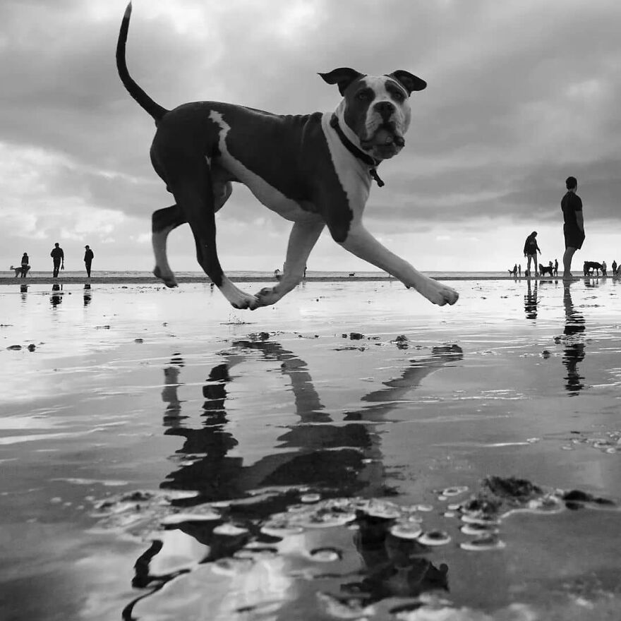 Here Are 62 Powerful Animal Images From Instagram "The Decisive Moments Magazine"