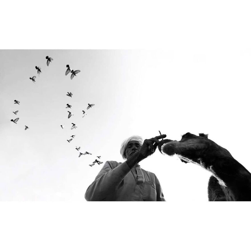 Here Are 62 Powerful Animal Images From Instagram "The Decisive Moments Magazine"