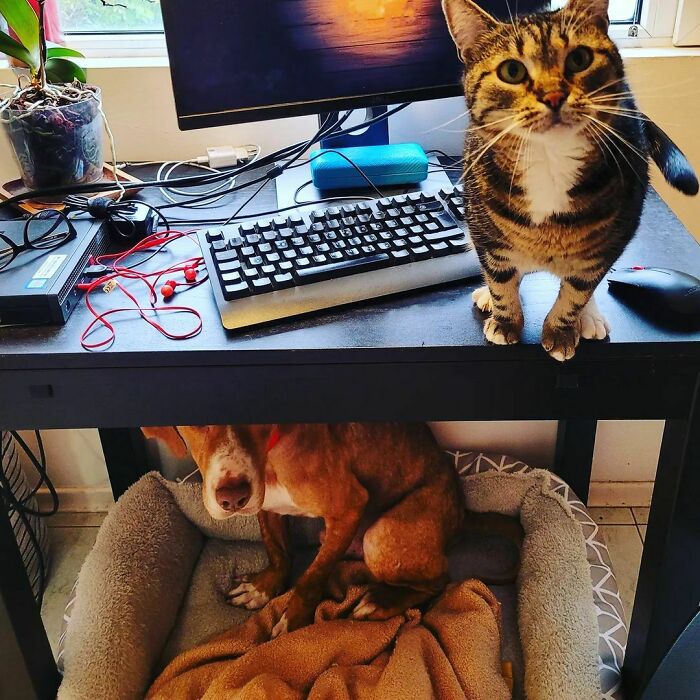 You Can Tell Who Is The Boss. Definitely Not Me