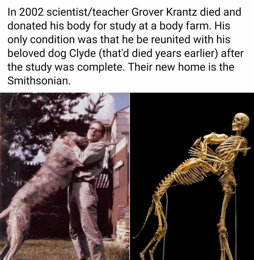 Wholesome content