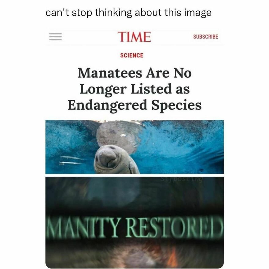 Oh the many manatees Oh the many manatees