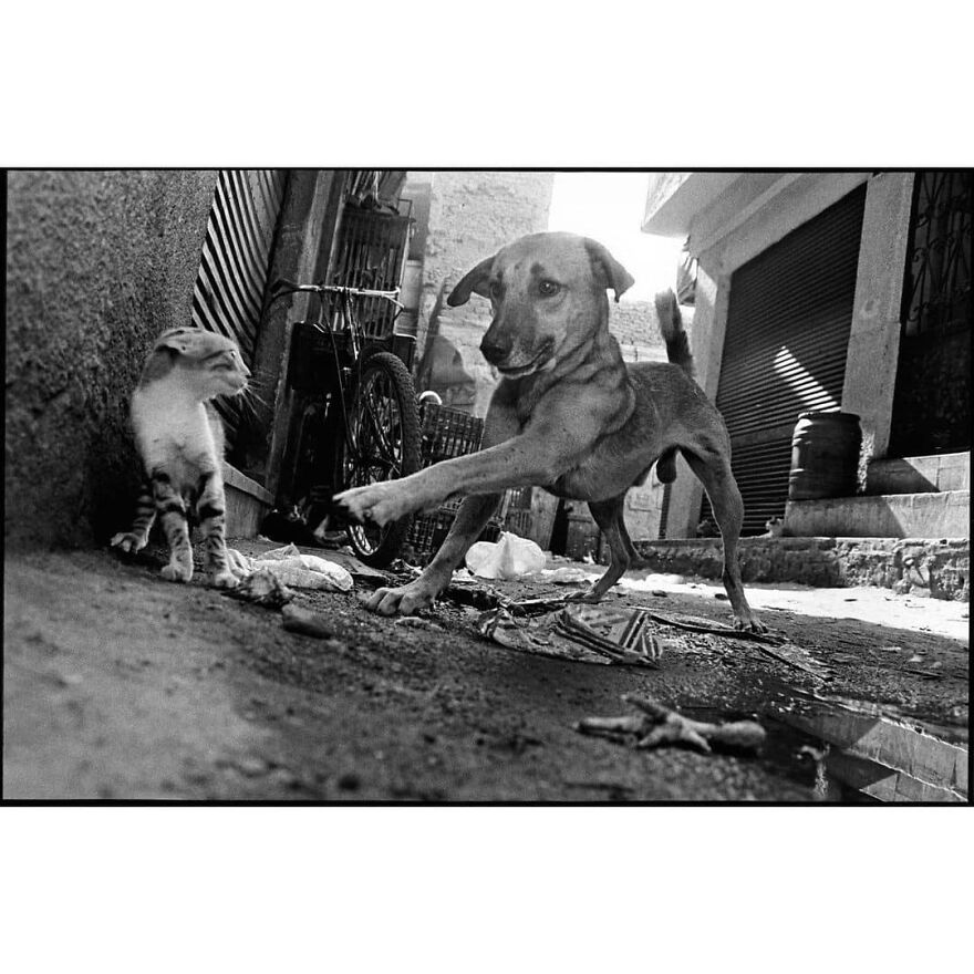 Here Are 62 Powerful Animal Images From Instagram "The Decisive Moments Magazine"