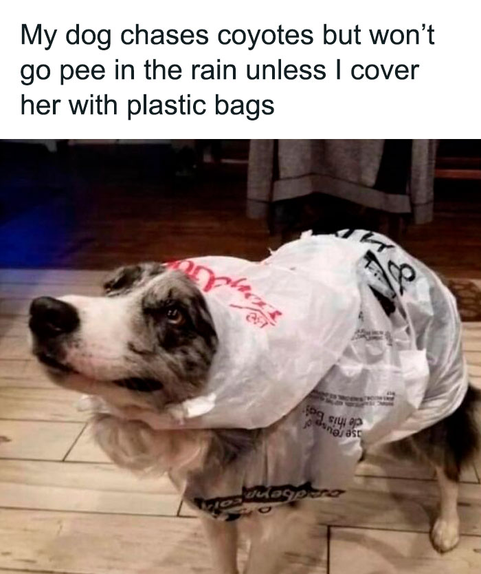 Dog wearing plastic bags as rain protection, showcasing one of the reasons why dogs are better than cats in funny memes.