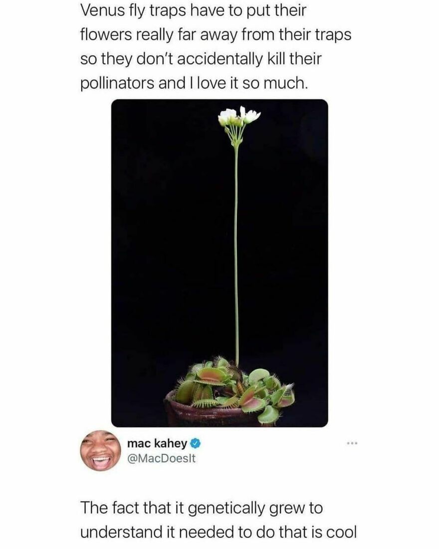 Sorry for trying to eat you. Please pollinate. Thanks. Love Venny Sorry for trying to eat you. Please pollinate. Thanks. Love Venny