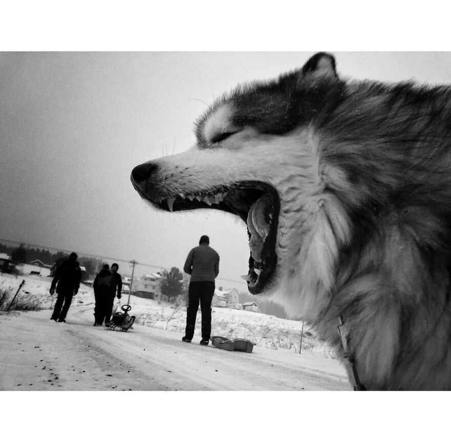 Here Are 62 Powerful Animal Images From Instagram "The Decisive Moments Magazine"