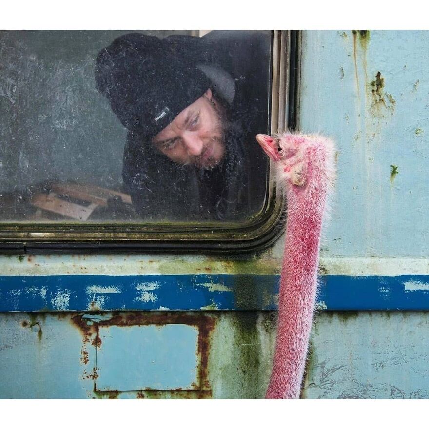 Here Are 62 Powerful Animal Images From Instagram "The Decisive Moments Magazine"