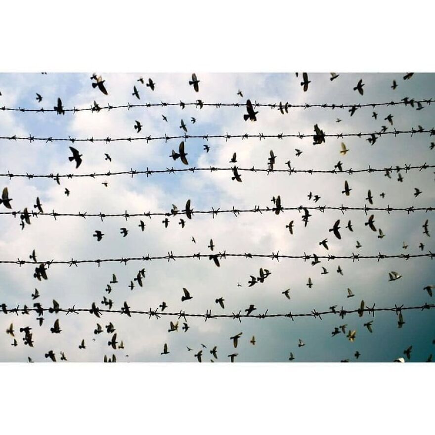 Here Are 62 Powerful Animal Images From Instagram "The Decisive Moments Magazine"