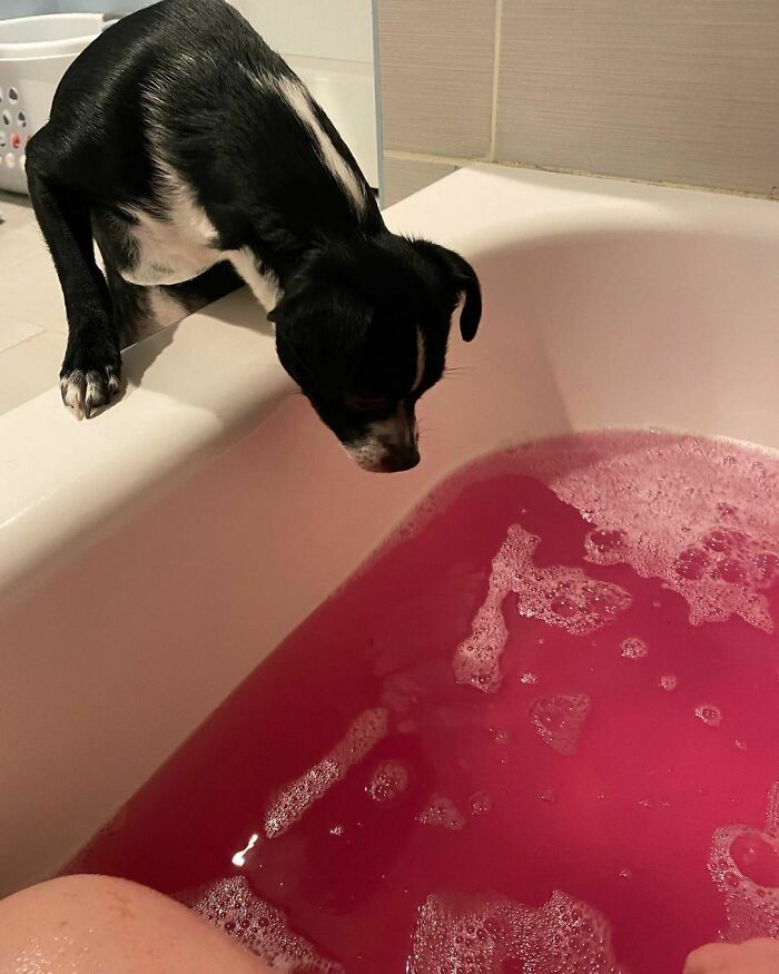 I Took A Bath With A Bath Bomb. Luna Was Concerned