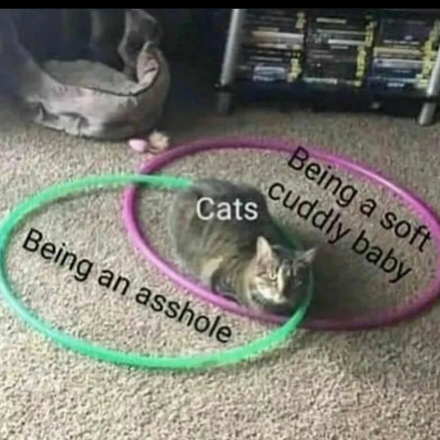 Thanks VennCat