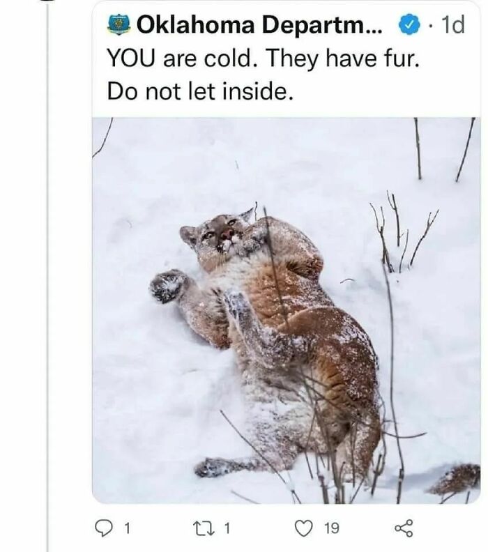 Don't let mountain lions in your home Don't let mountain lions in your home