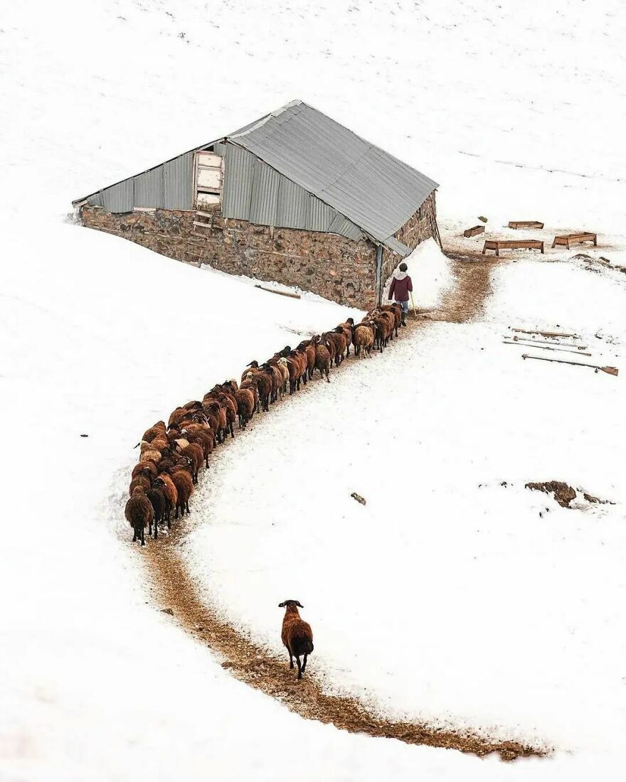 Here Are 62 Powerful Animal Images From Instagram "The Decisive Moments Magazine"