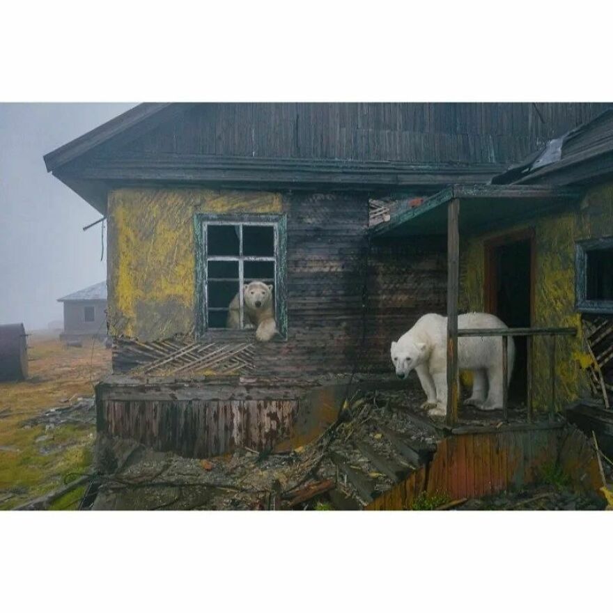 Here Are 62 Powerful Animal Images From Instagram "The Decisive Moments Magazine"