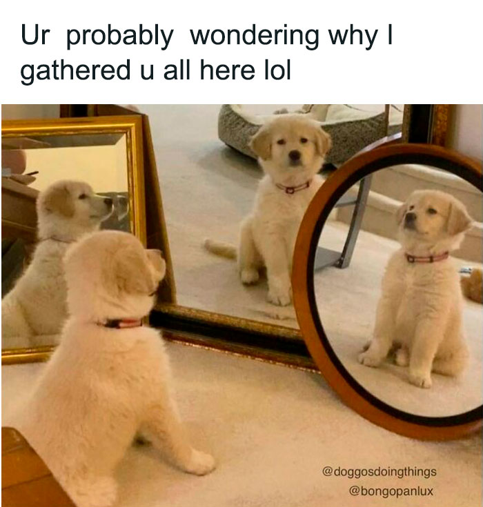Cute golden retriever puppy looking at its reflection in multiple mirrors, showing why dogs are better than cats.